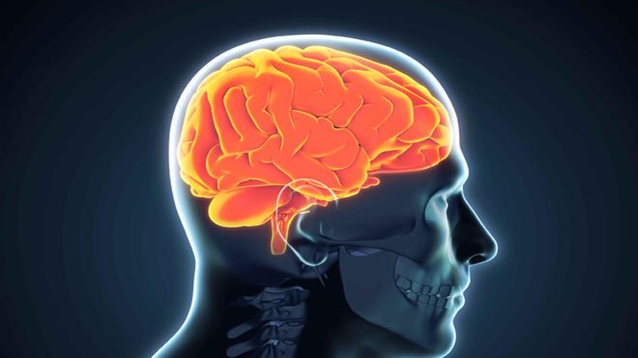 人脑类器官有了“跨物种整合”模型 有助探索未知疾病